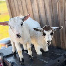 baby goats