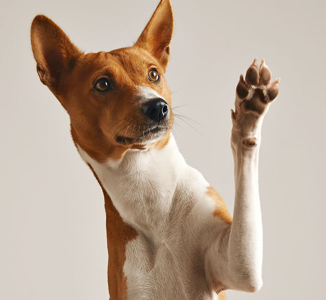 Dog Waving Paw_edited_edited.jpg