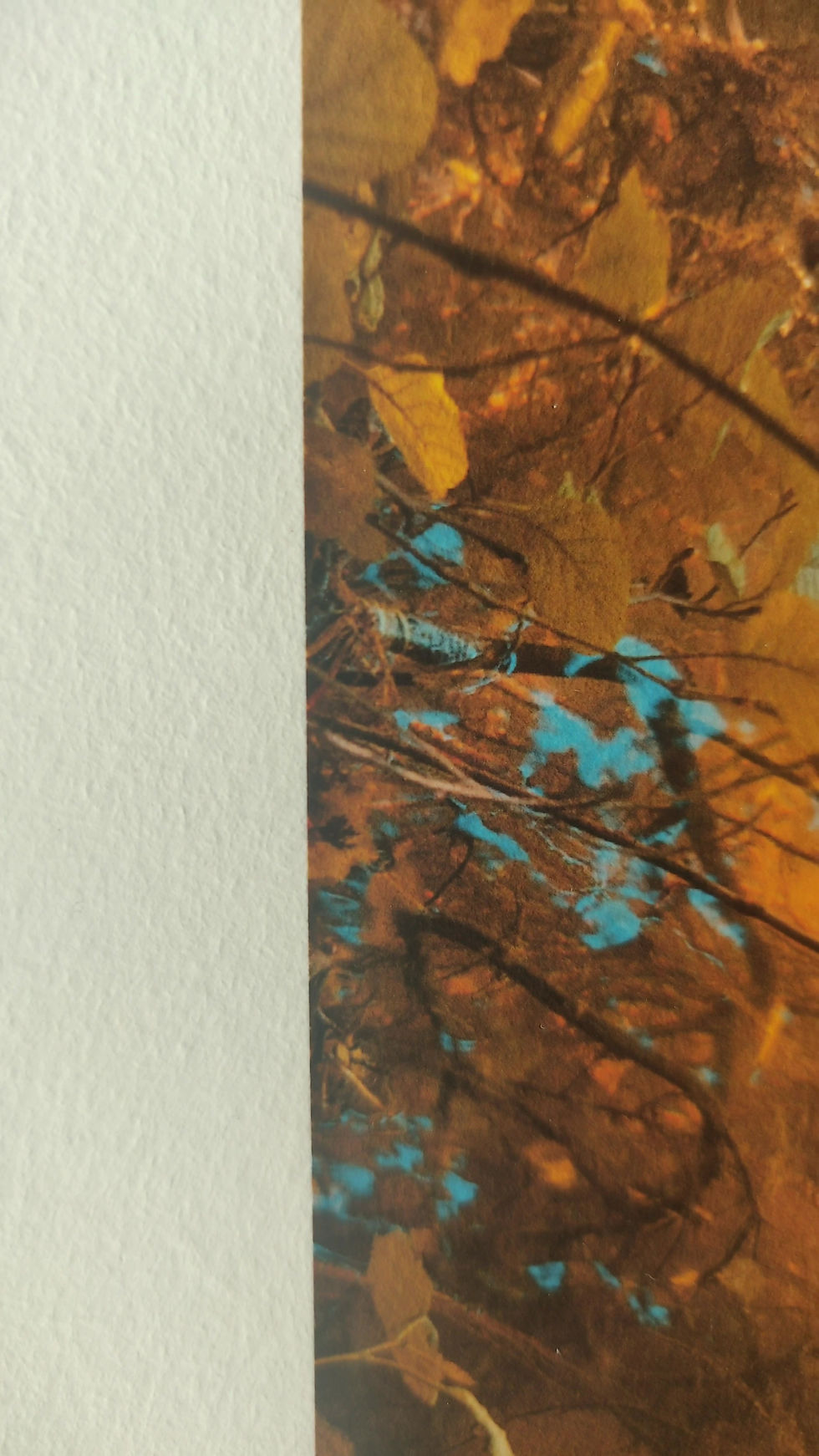Miniature : photographie d’art, tirage d’art, esprits de la forêt, art de l’imaginaire, adopte une photo, tous droits réservés