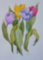 Spring Tulips