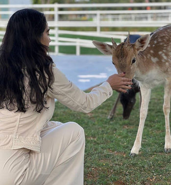 Feeding deer