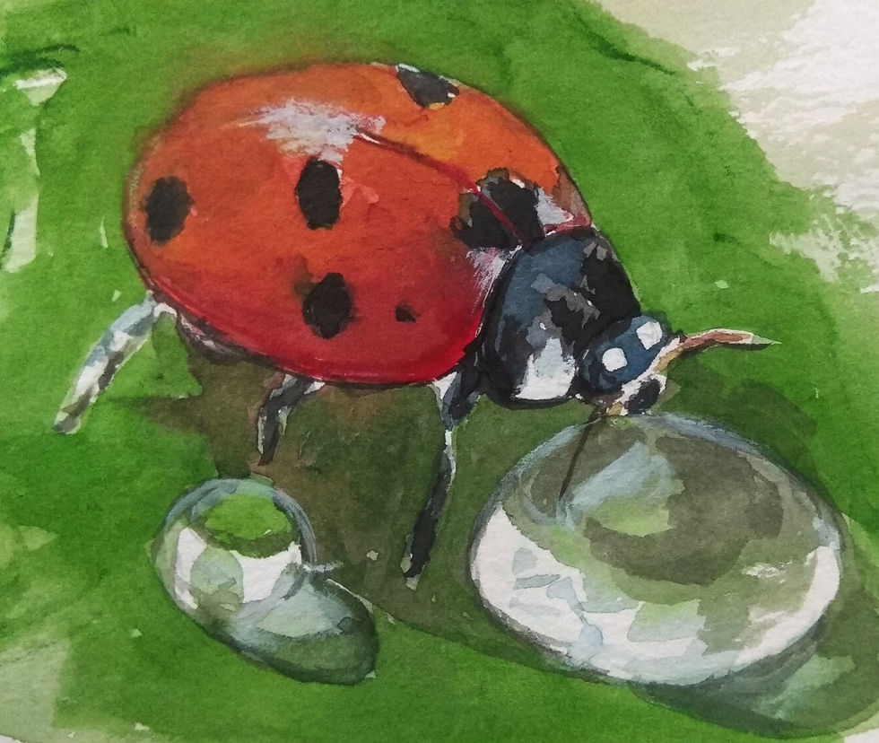 Ladybird