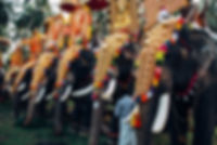Elephant Festival in India