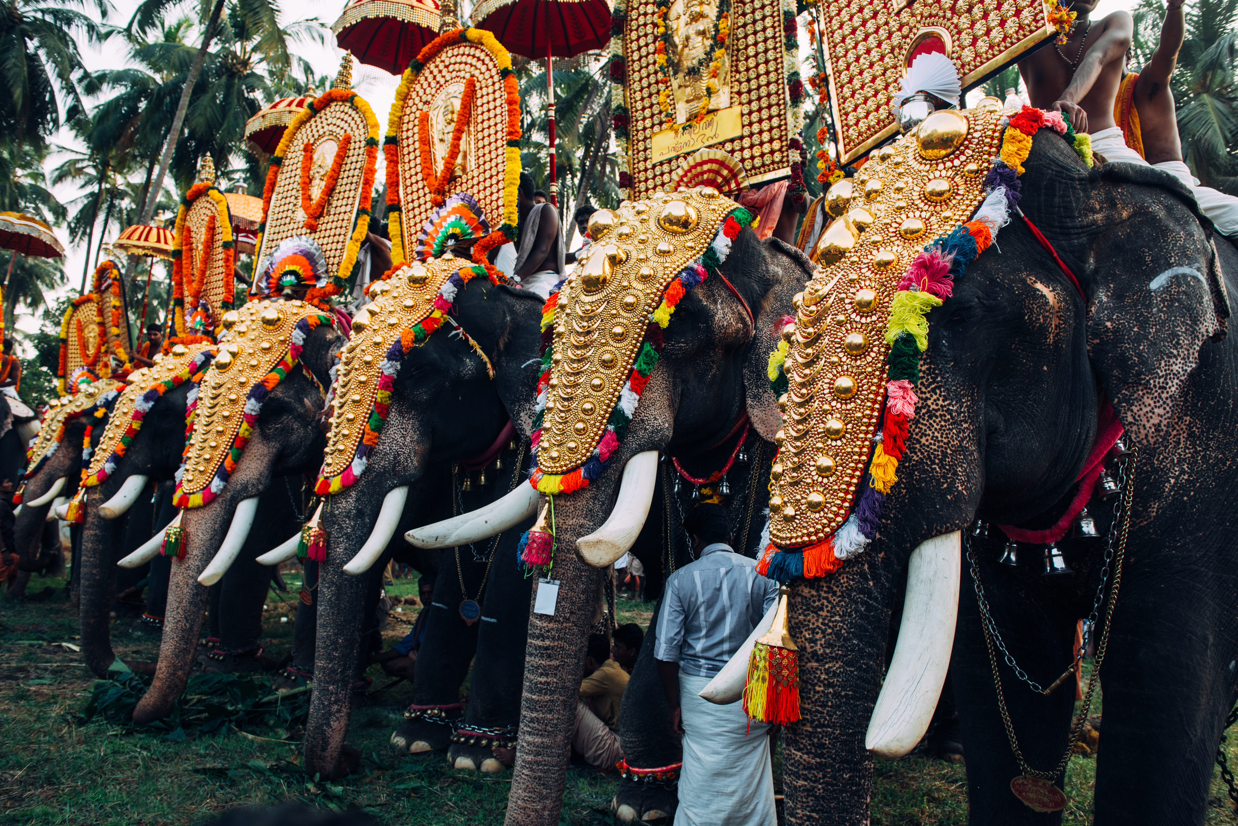 Elephant Festival in India