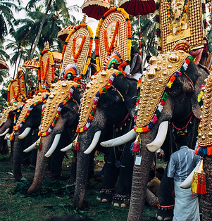 Elephant Festival in India