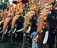 Elephant Festival in India