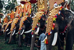 Elephant Festival in Indien
