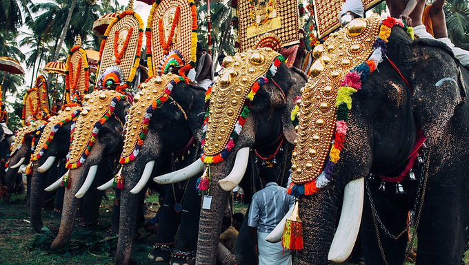 Elephant Jungle Tour
