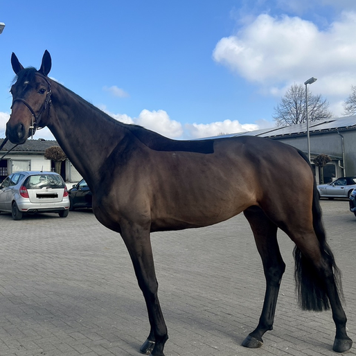 Checklife MW - 7 years old mare: A Standout Find from My European Trip