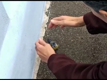 אילו ציפורים