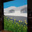 Thumbnail: Daffodils at Tarn Hows
