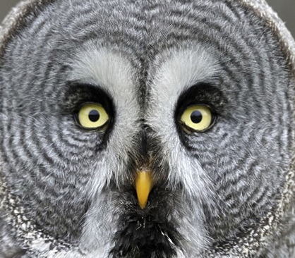 Black bear hunting & fishing packages — Grey Owl Outfitters – Grey Owl Outfitters