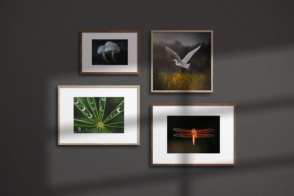 Thumbnail: Egret Flight