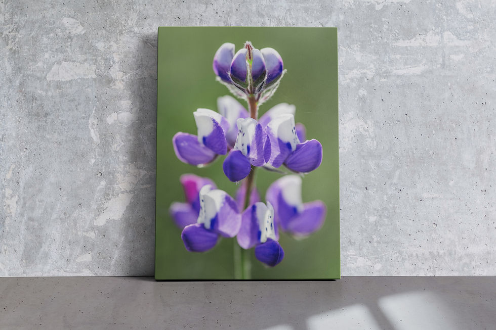 Thumbnail: Lovely Lupine