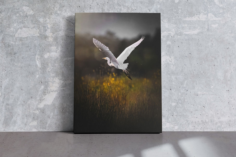 Thumbnail: Egret Flight