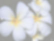 White Plumeria Flowers_edited.jpg