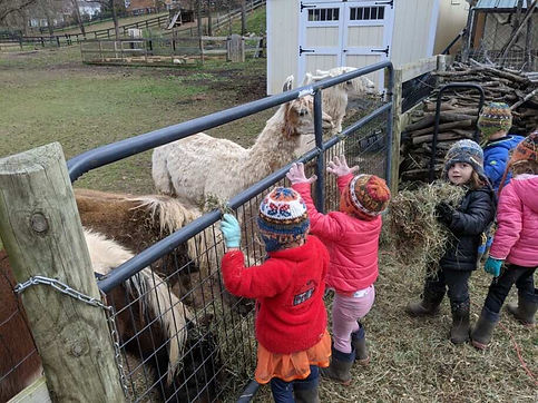 3 Feeding Alpacas.jpeg