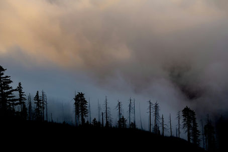 Canada’s New Virtual Hub for Wildfire Innovation and Knowledge Exchange