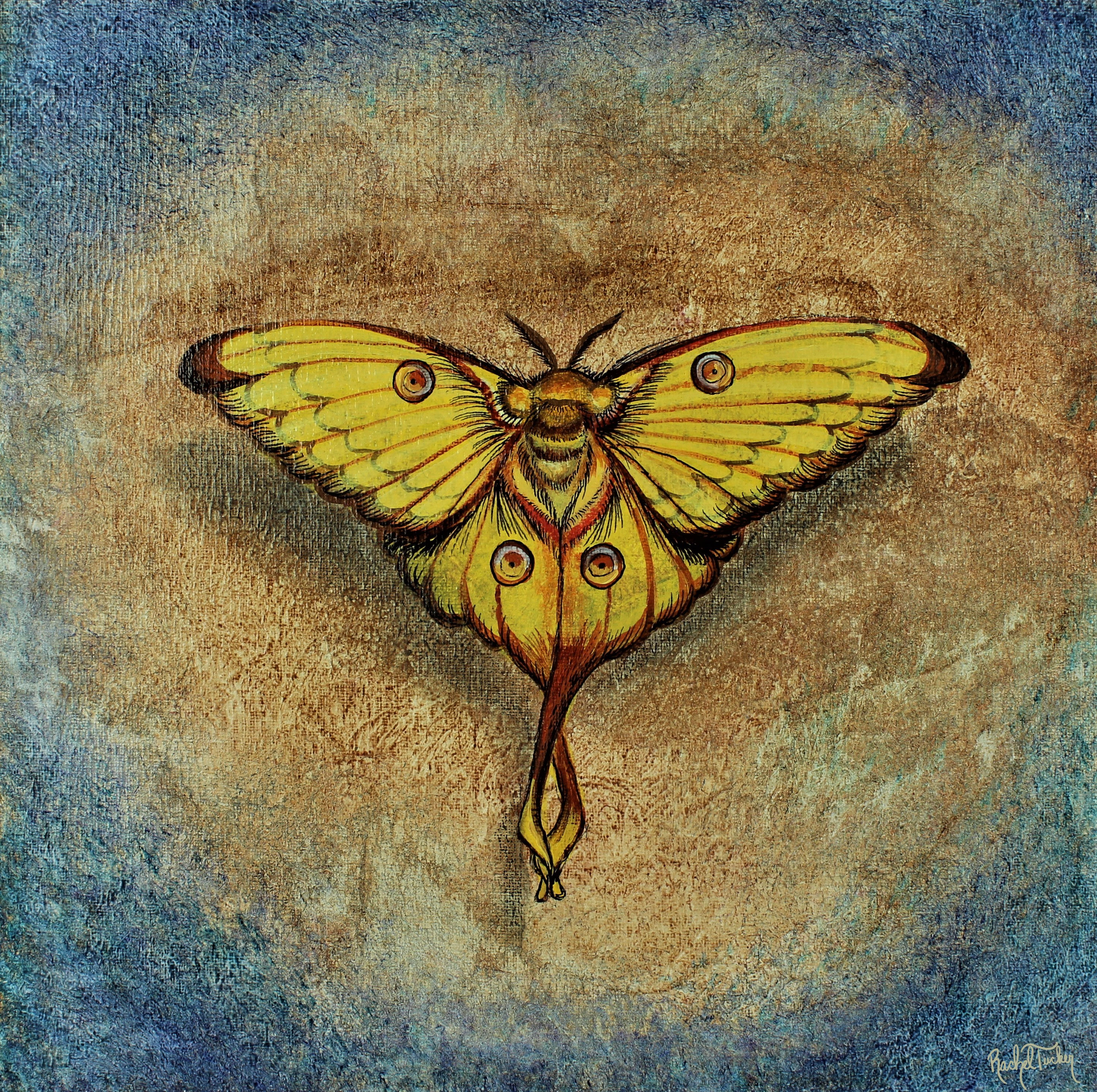 Moon Moth