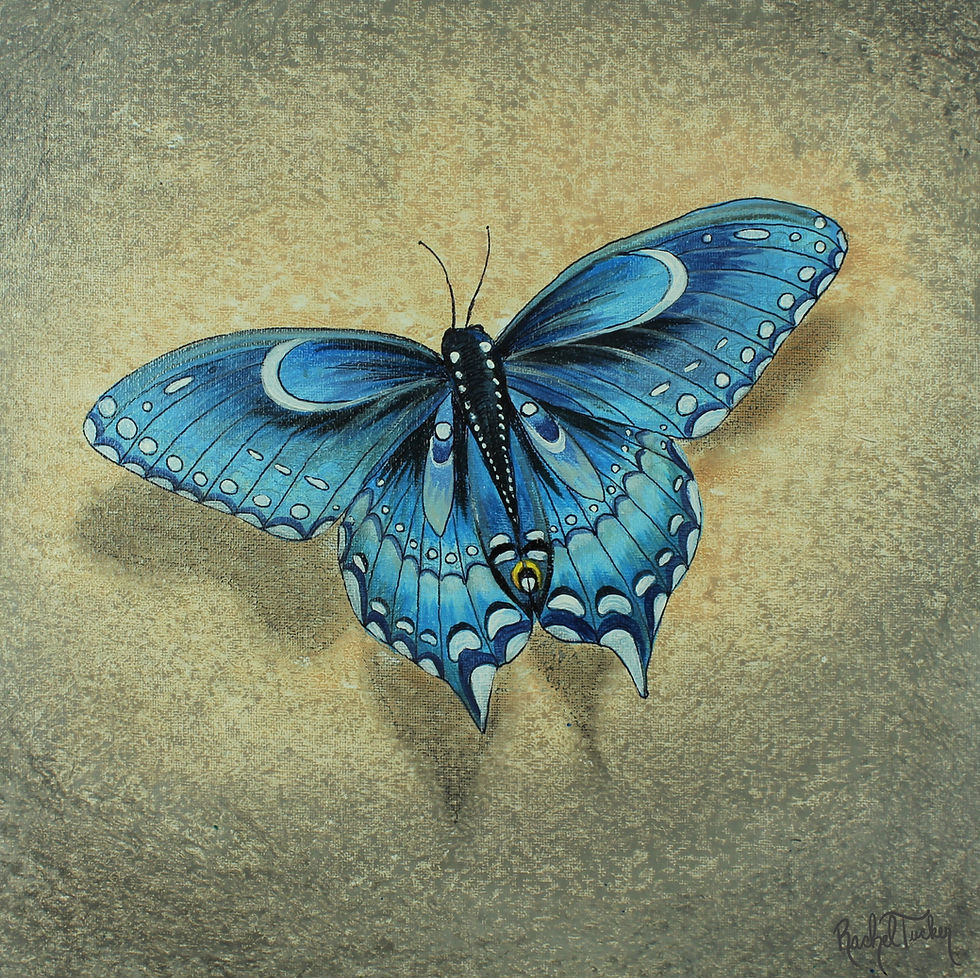 Thumbnail: Blue Morpho