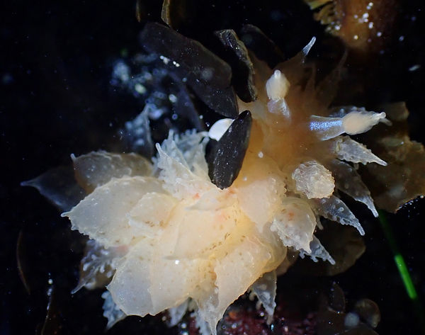 PB250585.JPG