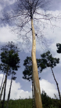 Pohon yang sudah mati