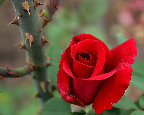 Sobre amor, rosas e espinhos