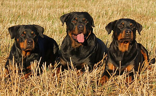rottweiler-323261_1280.jpg
