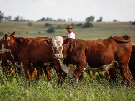 Declaração Anual de Rebanho vai até 30 de junho e é obrigatória para todos os criadores do RS
