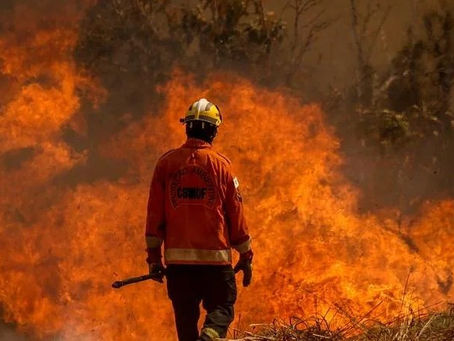 Decretos de emergência por incêndios florestais mais do que triplicam em 2024, com agosto liderando os registros