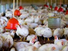 China suspende compra de carne de frango do Brasil por 60 dias após primeiro caso de gripe aviária em granja comercial