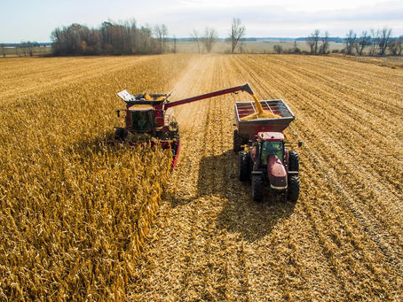 Safra de milho nos EUA cresce, enquanto exportações brasileiras enfrentam desafios com alta nos preços
