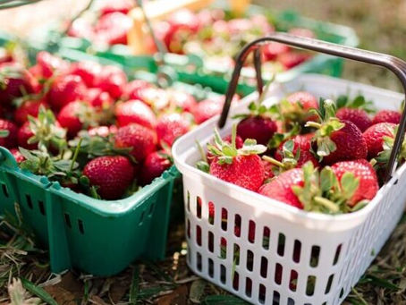 8ª Feira Municipal do Morango de Pelotas já comercializa quase 4 toneladas de morangos e produtos coloniais