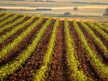 Chuvas intensas e clima abafado marcam quinta-feira em grande parte do Brasil, afetando trabalhos agrícolas
