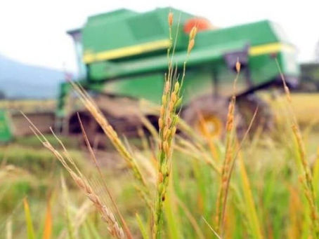 Mercado de arroz no Brasil enfrenta oscilações em 2024, com alta nos preços após catástrofe climática no Rio Grande do Sul