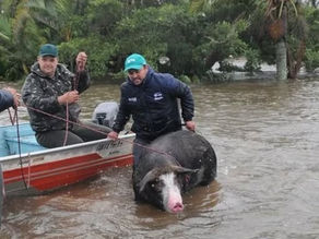 Porco de 200 kg é resgatado a nado durante enchente provocada por ciclone em Mostardas