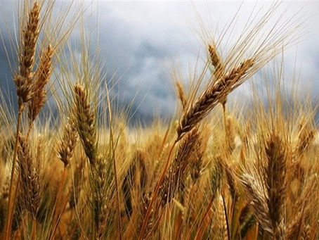 Colheita de trigo no RS avança lentamente, com apenas 2% das lavouras colhidas, aponta Emater