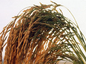 Colheita do arroz chega a 99% no RS, mas produtores se preocupam com queda nos preços