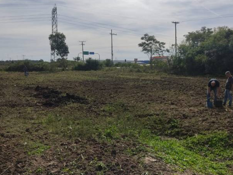 Equinos recolhidos nas ruas estão disponíveis para doação em Pelotas; uso para tração é proibido