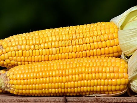 Estratégias para o produtor rural em 2024: como o mercado de futuros pode garantir lucros e mitigar prejuízos