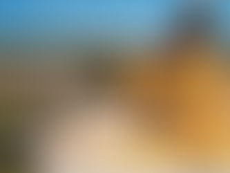 Colheita de milho no RS ultrapassa 50%, com preços variando entre R$ 70 e R$ 80 por saca