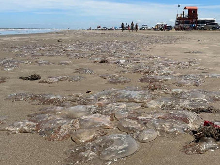 Verão no Rio Grande do Sul começa com aumento nas ocorrências de queimaduras por águas-vivas no litoral