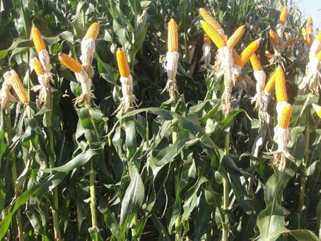 Colheita do milho no RS chega a 54% da área, mas plantio enfrenta desafios com onda de calor