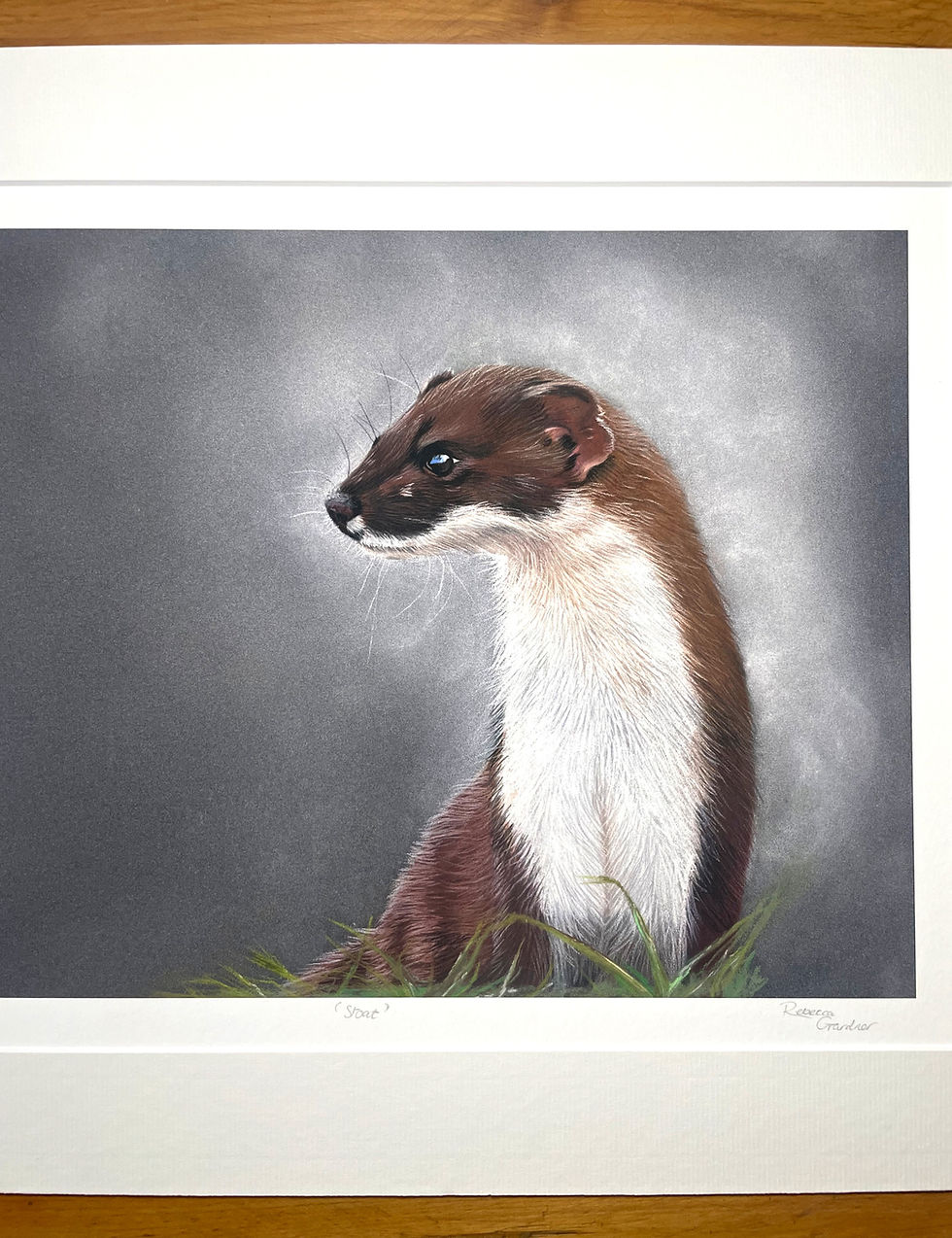 Thumbnail: Stoat Print