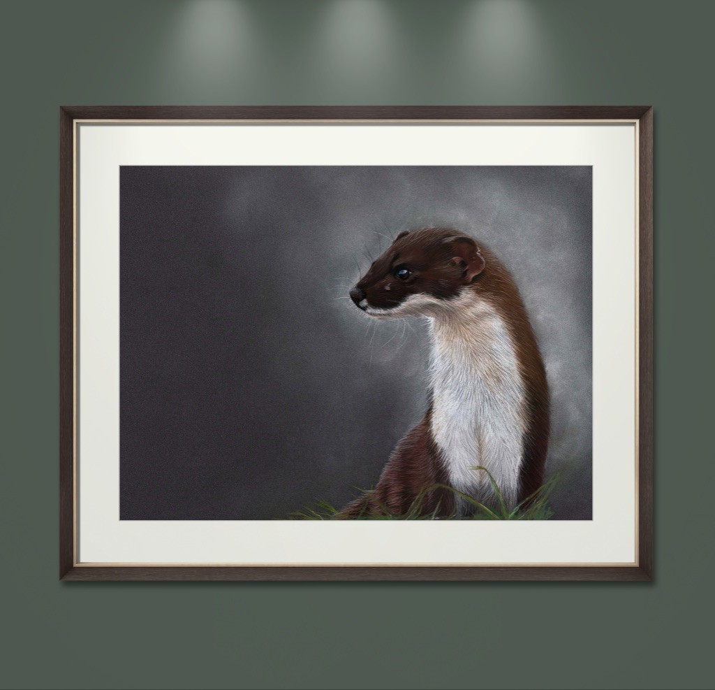 Stoat Print