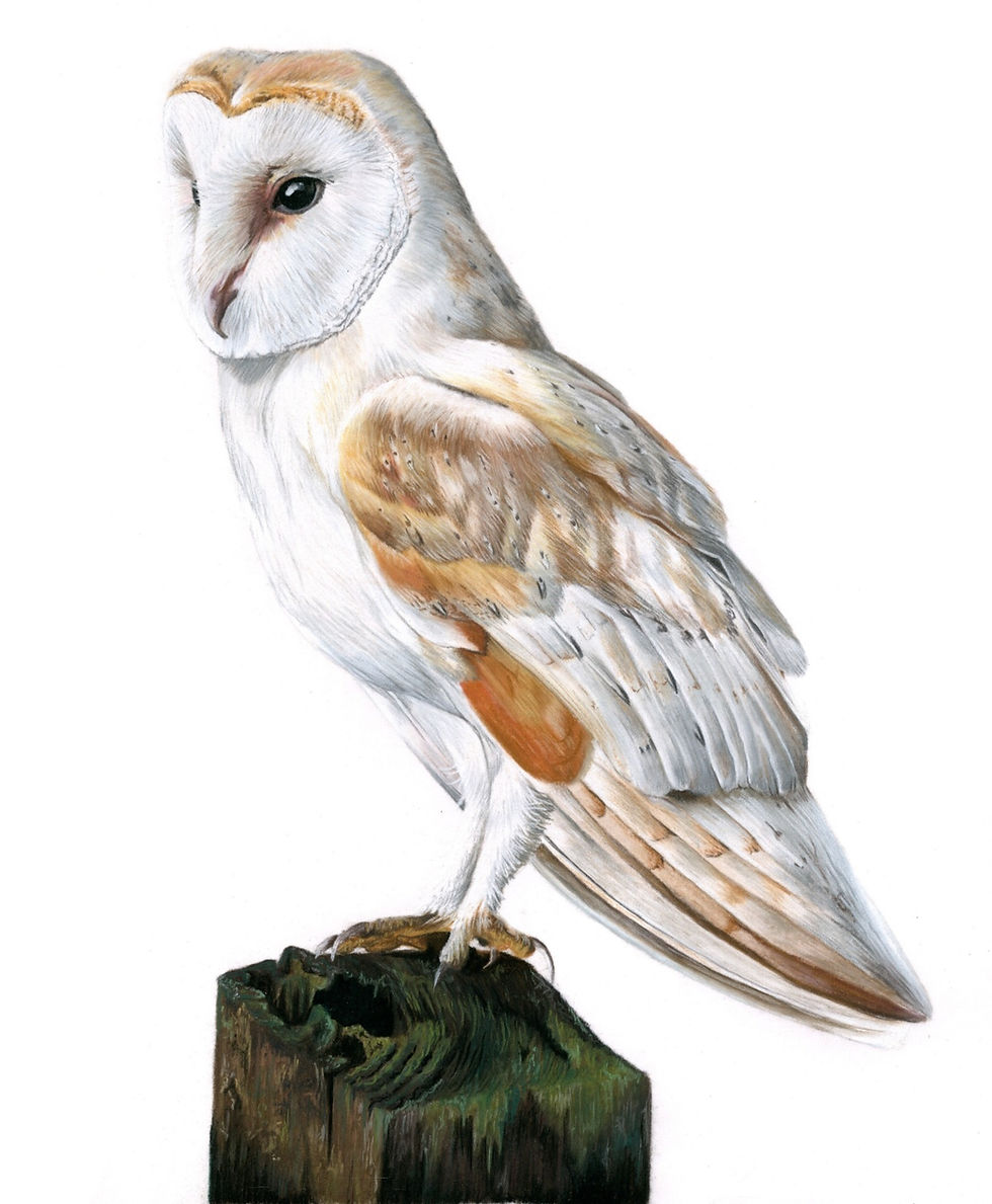 Thumbnail: Perched Owl Print