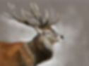 Stag.jpeg