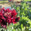 Thumbnail: Papaver paeoniflorum "Double Peony" Cottage Mix