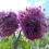 Thumbnail: Papaver paeoniflorum "Double Peony" Cottage Mix