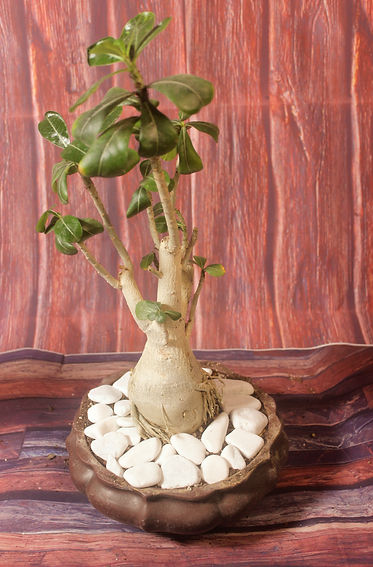 בונסאי לרכישה בקרית אונו